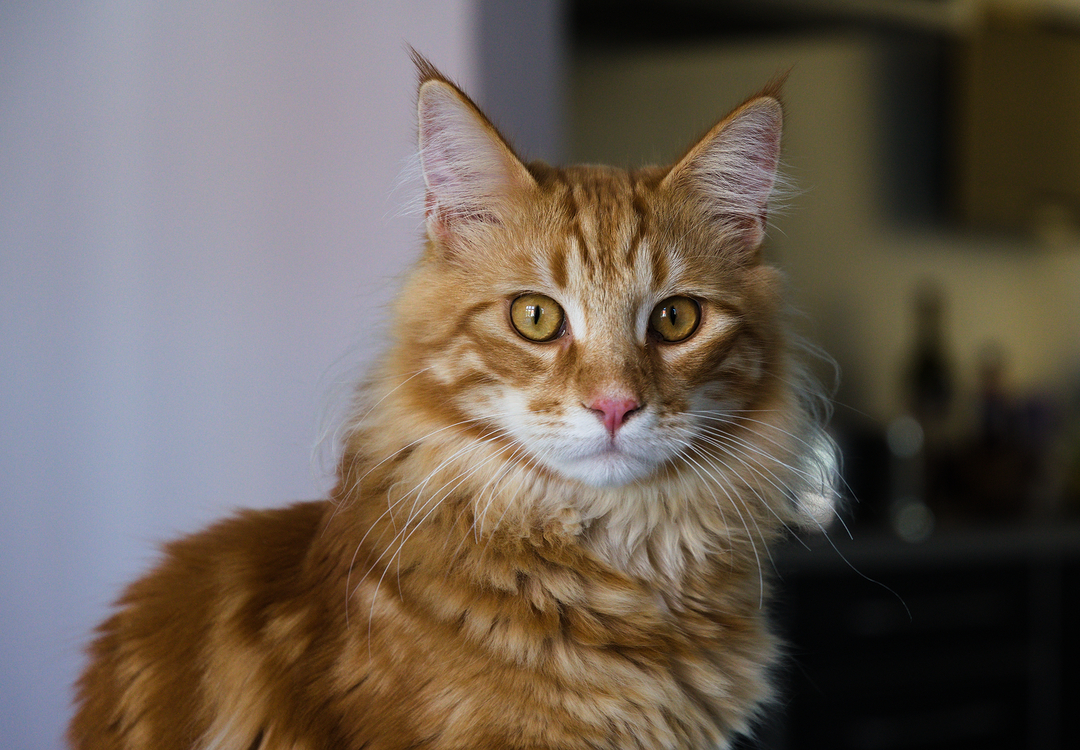 Melvin